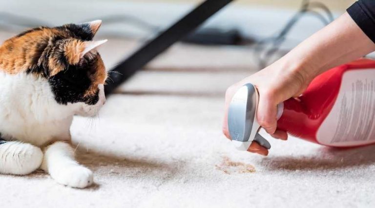 Carpet Cleaner | BJC Professional Carpet Cleaning & Restoration - Blog (How to Remove Carpet Pet Urine Stain)